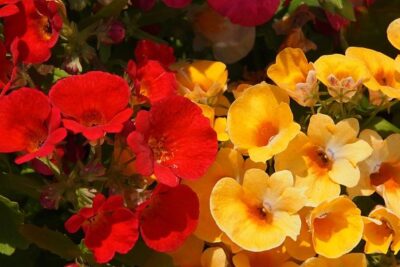 strumosa-roja-amarilla