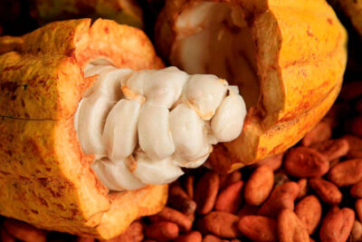 cacaotero-cacao
