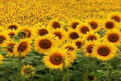 Plantas Que Atraen Mariposas