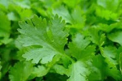 plantas que oxigenan el cerebro perejil