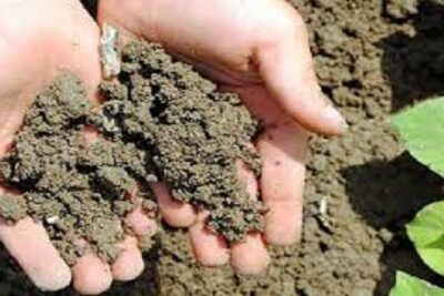 quelato de hierro para las plantas