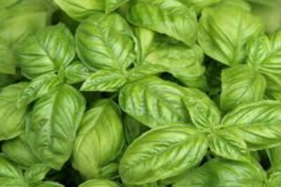 Albahaca