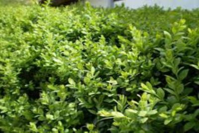 Buxus