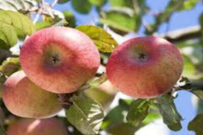 Manzana Mcintoch