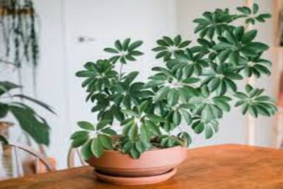 Schefflera