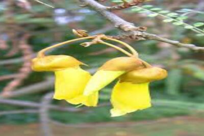 Sophora