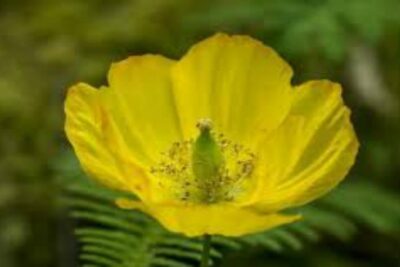 amapola amarilla