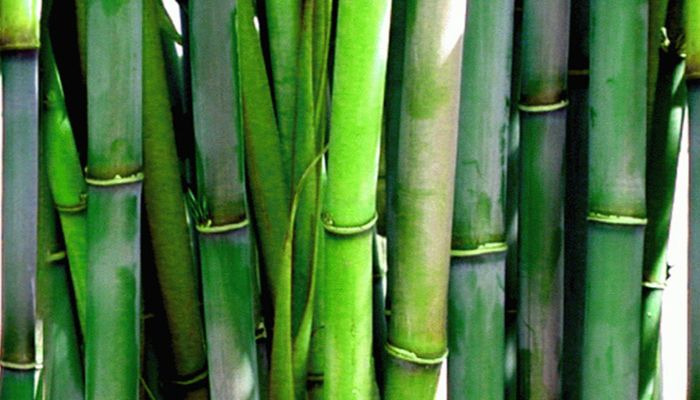 bambu-planta-da-suerte