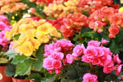 plantas ornamentales begonias