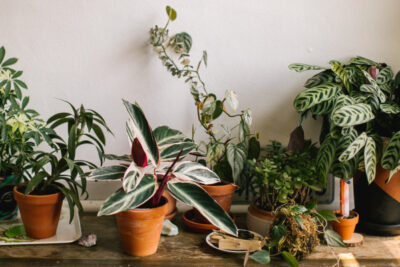 plantas-que-no-necesitan-luz