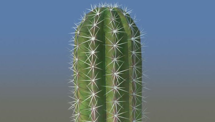 cactus-planta-suerte