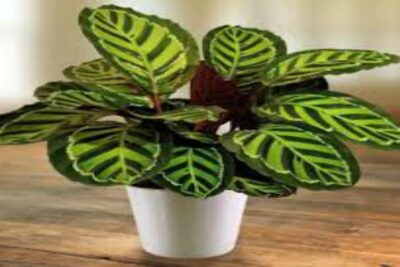 Calathea