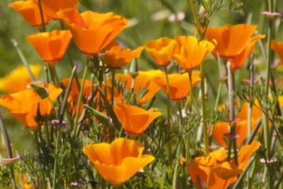 amapola-de-california