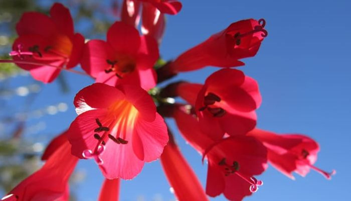 flor-de-valeriana-roja