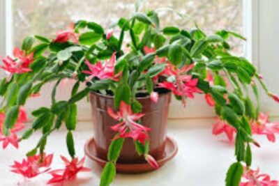 cactus de navidad