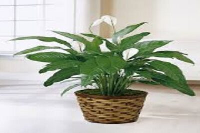plantas para dormitorio cuna de moisés