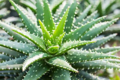plantas-sin-semillas