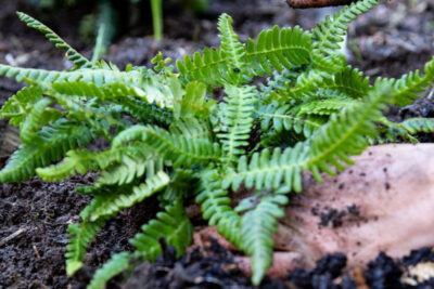 helecho-planta