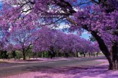 jacaranda