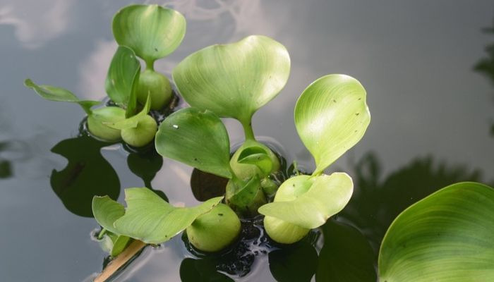 jacinto-de-agua-planta