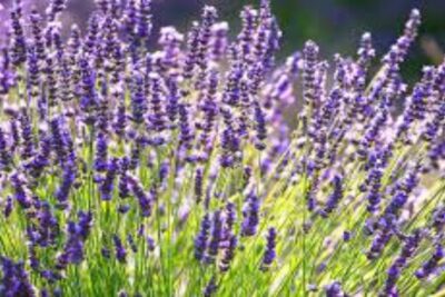 lavanda