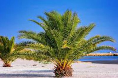 palmeras