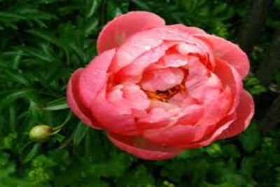 peonias