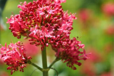 valeriana-roja-principal