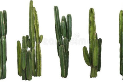 cactus-destacada