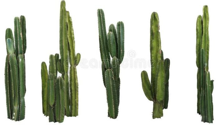cactus-destacada