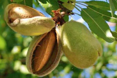 fruto-del-almendrero
