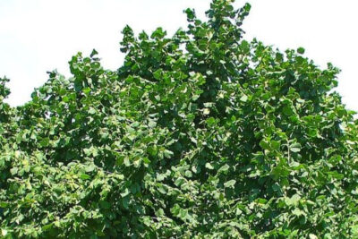 arbol-fruto-avellana