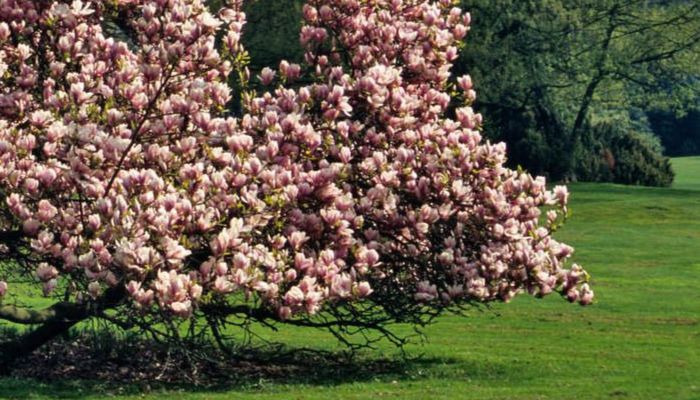 flores-arbol-de-magnolia