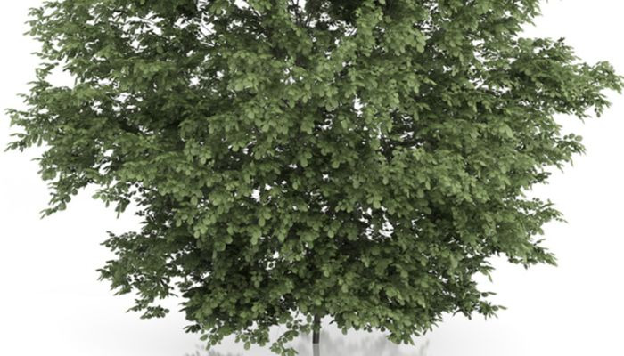 ablano-árbol