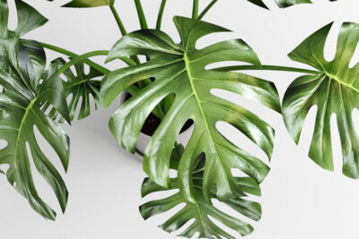monstera
