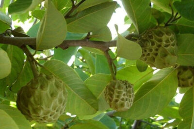 árbol-de-chirimoya