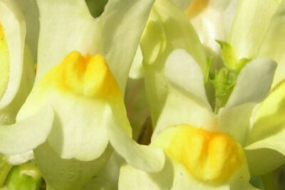 linaria-flores