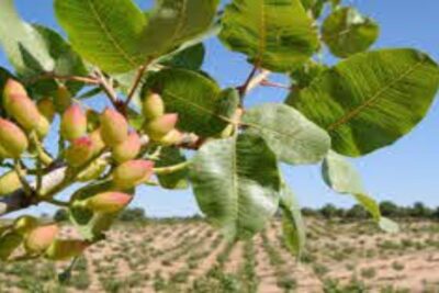 Árbol de los Pistachos
