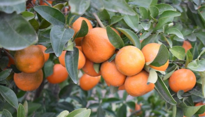 mandarinas-cítricos