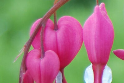 dicentra-rosa