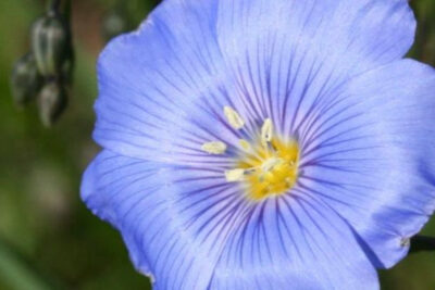 flor-lino-azul