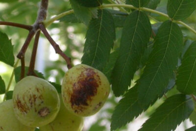 sorbus-domestica