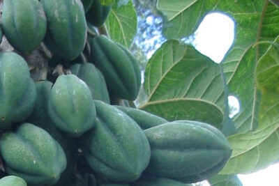 frutos-chamburo