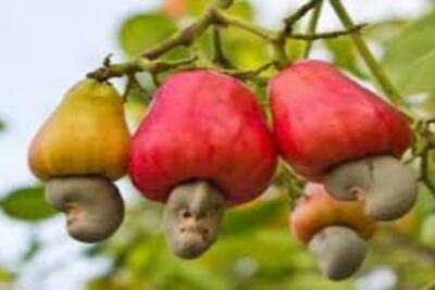 anacardo