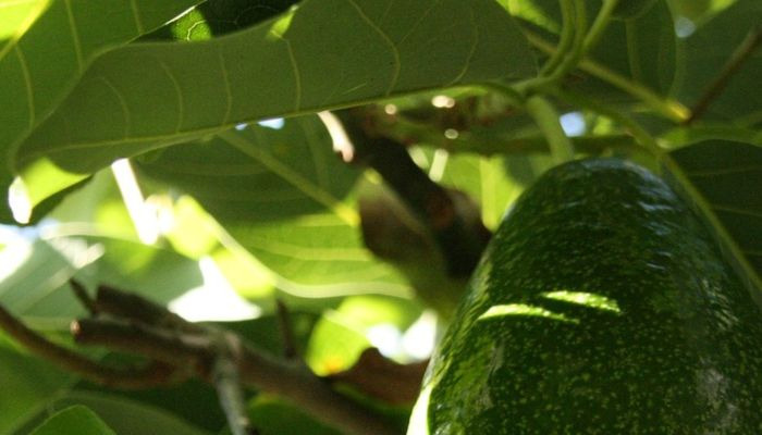 arbol-de-abacate