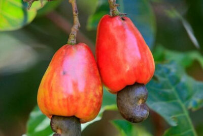 acajú