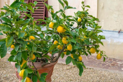 naranjas-arbol-cítricos