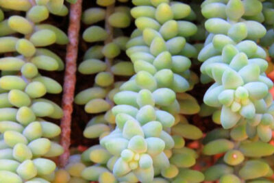 sedum-largo