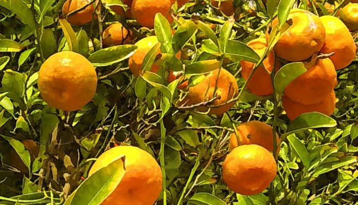 mandarinas-árbol