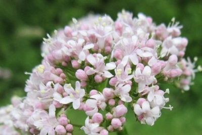 valeriana-flores